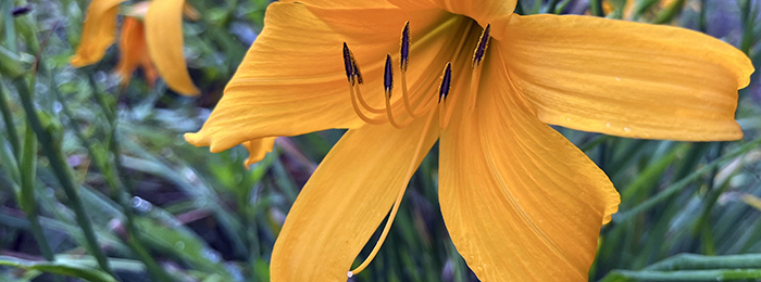 hemerocallis 'Cookie Monster'