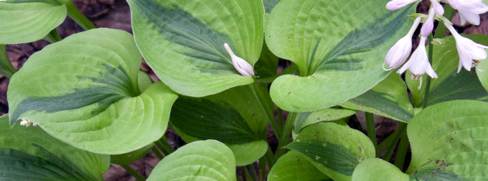 hosta kikutii bloom