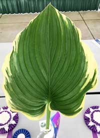 hosta liberty